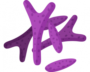 Lactobacillus bélrendszer, probiotikum, bélműködés, bélbaktériumok