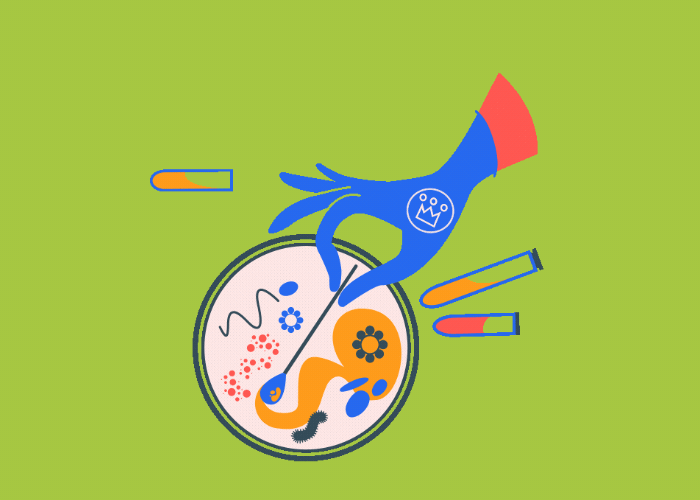 Probiotikum, bélbaktérium, egészség, bélnyálkahártya, emésztési panaszok ellen