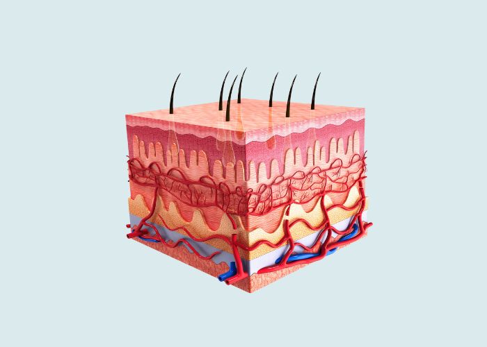 strati di pelle_microbioma