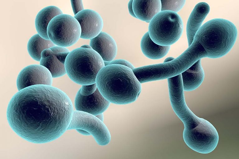 fermenti lattici_candida