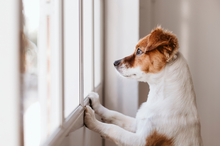 fermenti lattici per cane stressato