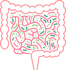 obnova crevnej flory