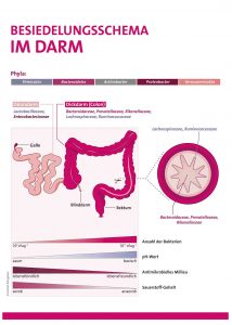 Besiedelungsschema im Darm